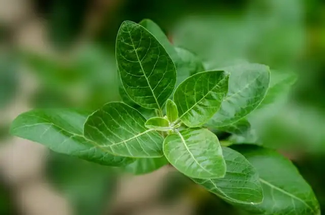 ashwagandha-plant
